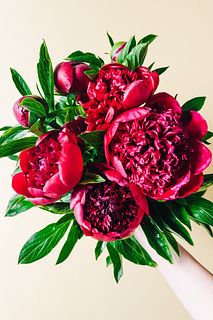 レスキュー！たっぷり真紅の芍薬