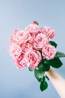 スプレーバラ「ジェントルフロウ」