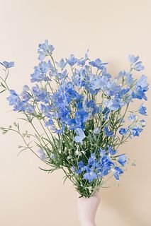 【5月のお買い得】幸せを運ぶ「デルフィニウム」