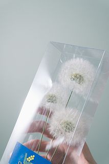 レスキュー！たんぽぽの衣替え（２個セット）