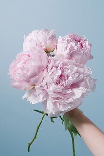 芍薬「かぐや姫」