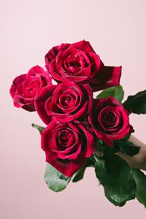 バラ「パパメイアン」