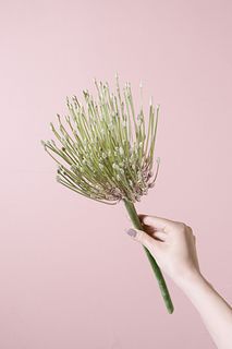 希少品種アリウム「シュベルティー」