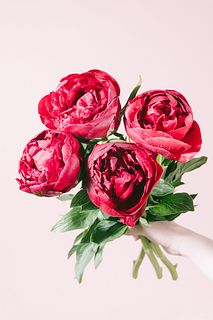 特大！真紅の芍薬「ヘンリーボックストース」