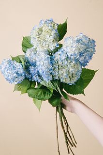 たっぷり！ブルーのミニ紫陽花