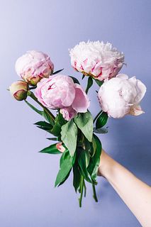 【5月のお買い得】淡いピンクの芍薬