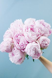 たっぷり！淡いピンクの芍薬（9〜10本）