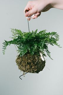 苔玉仕立てのしのぶ「ブラータ」