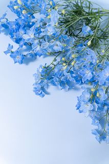 【6月のお買い得】幸せを運ぶ「デルフィニウム」