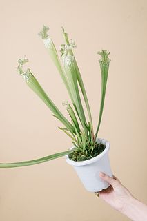 食虫植物サラセニア「レウコフィラ」