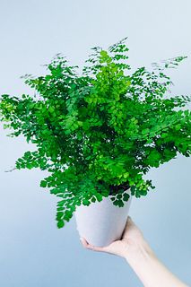 アジアンタム「フリッツルーシー」