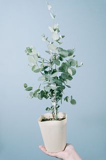 グニユーカリの木