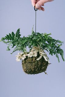 苔玉仕立てのしのぶ「 猫の手」