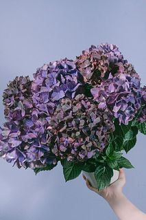 あじさい「マジカルチョコレート」