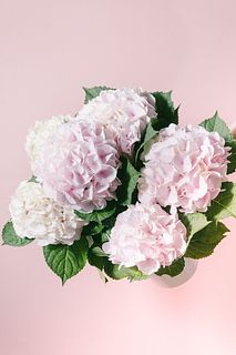 紫陽花「コットンキャンディ」