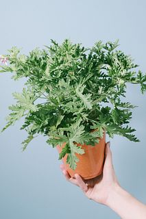 蚊が寄り付きにくい「ハーブゼラニウム」