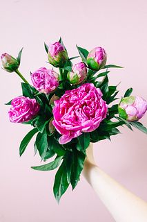 たっぷり！ローズピンクの芍薬（8本）