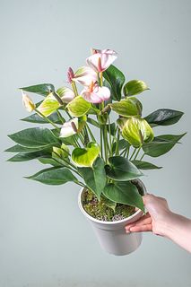 アンスリウム「リパピンクミニ」