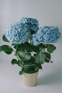 紫陽花「サファイアクイーン」