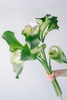 超特大グリーンカラー(ロングサイズ)