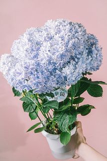 紫陽花「万華鏡」
