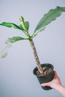 ハワイのお花「プルメリア」（4号）