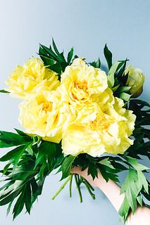 レモン色の芍薬