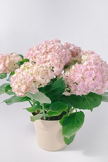 紫陽花「雨のち晴れ」