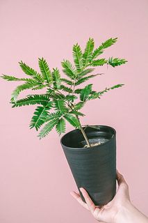 幸福を呼ぶ「エバーフレッシュ」