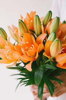 【産直】今井ゆり園のアプリコットリリー