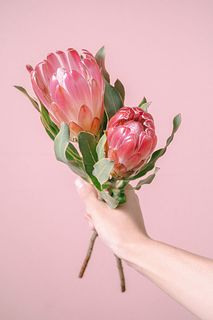 お試しぷるぷるプロテア（2本）