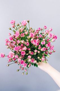 【6月のお買い得】世界一小さなバラ「リトルウッズ」