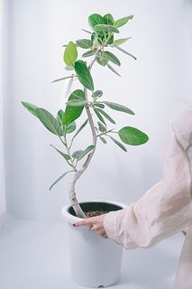 大きなフィカス「オードリー」