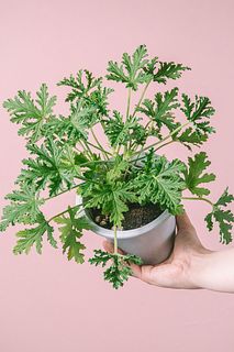 蚊が寄り付きにくい「ハーブゼラニウム」