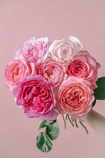 【6月のお買い得】バラの香りくらべピンクアソート