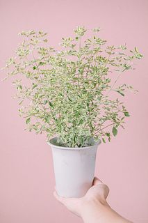 フレッシュな香り！斑入りミントブッシュ