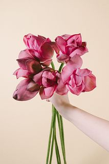 蓮の花