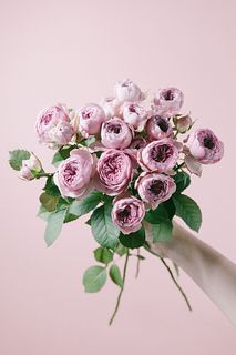 【7月のお買い得】希少ローズ「モーブティアラ」