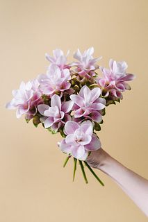【7月のお買い得】ミニクルクマ「チェリープリンセスデーン」
