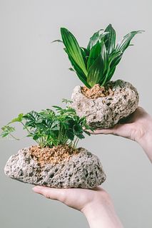 おまかせ観葉植物のナチュレストーン（1個）