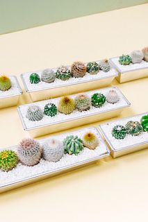 アルミポットつきサボテン