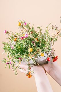 にじいろの花「マツバボタン」（３鉢）