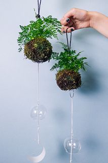 風鈴付き苔玉しのぶ（1個）