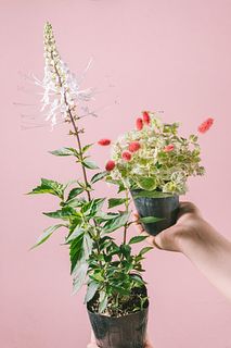 ネコのしっぽとヒゲ（2鉢セット）
