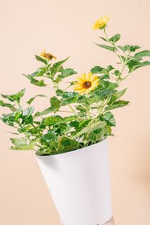 ひまわりの鉢「サンメイジング」