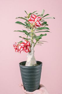 おまかせ花咲きアデニウム