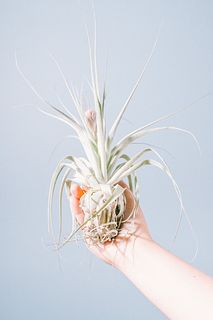 淡いピンクの花を咲かすチランジア「ガルドネリ」