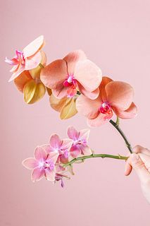 日野洋蘭園のドロップとサーフソング（2本）