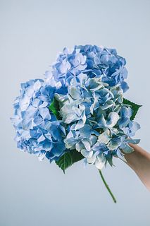 ブルーカラーの紫陽花（3本）