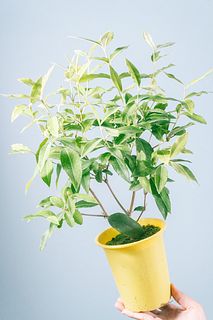 レモンの香り「レモンマートル」